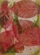 Hydrangea Leaf 4